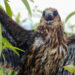 Signs of hope for endangered Everglade snail kite