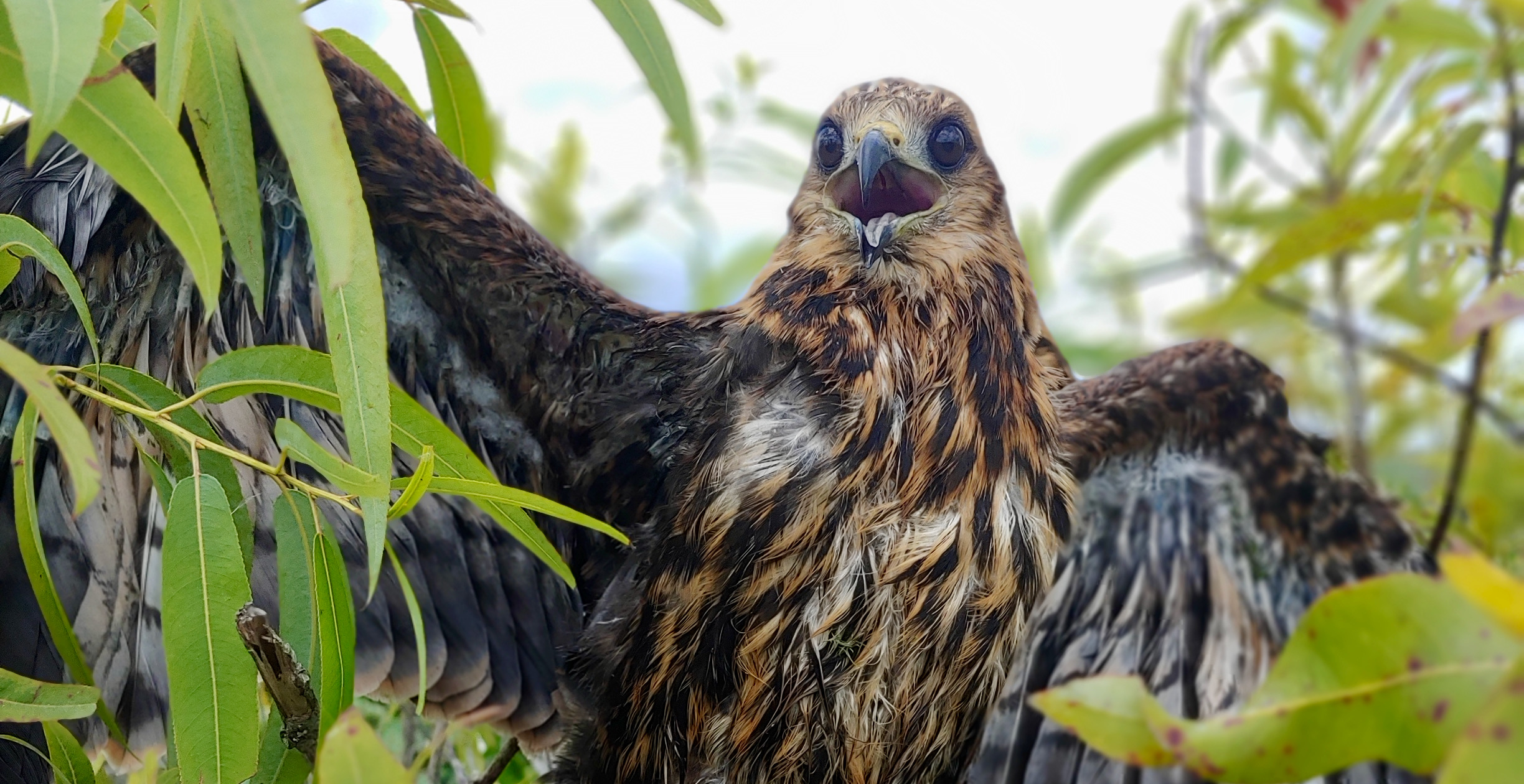 Signs of hope for endangered Everglade snail kite The Invading Sea