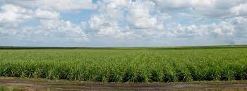 West Palm Beach backs Big Sugar against the Everglades