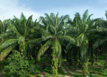 Banning palm oil plantations and boycotting the product are not the answer to solving the crop’s environmental damage