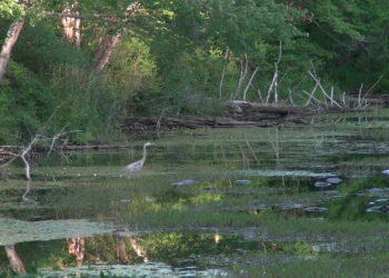 DeSantis can rescue Florida’s wetlands. Will he? 