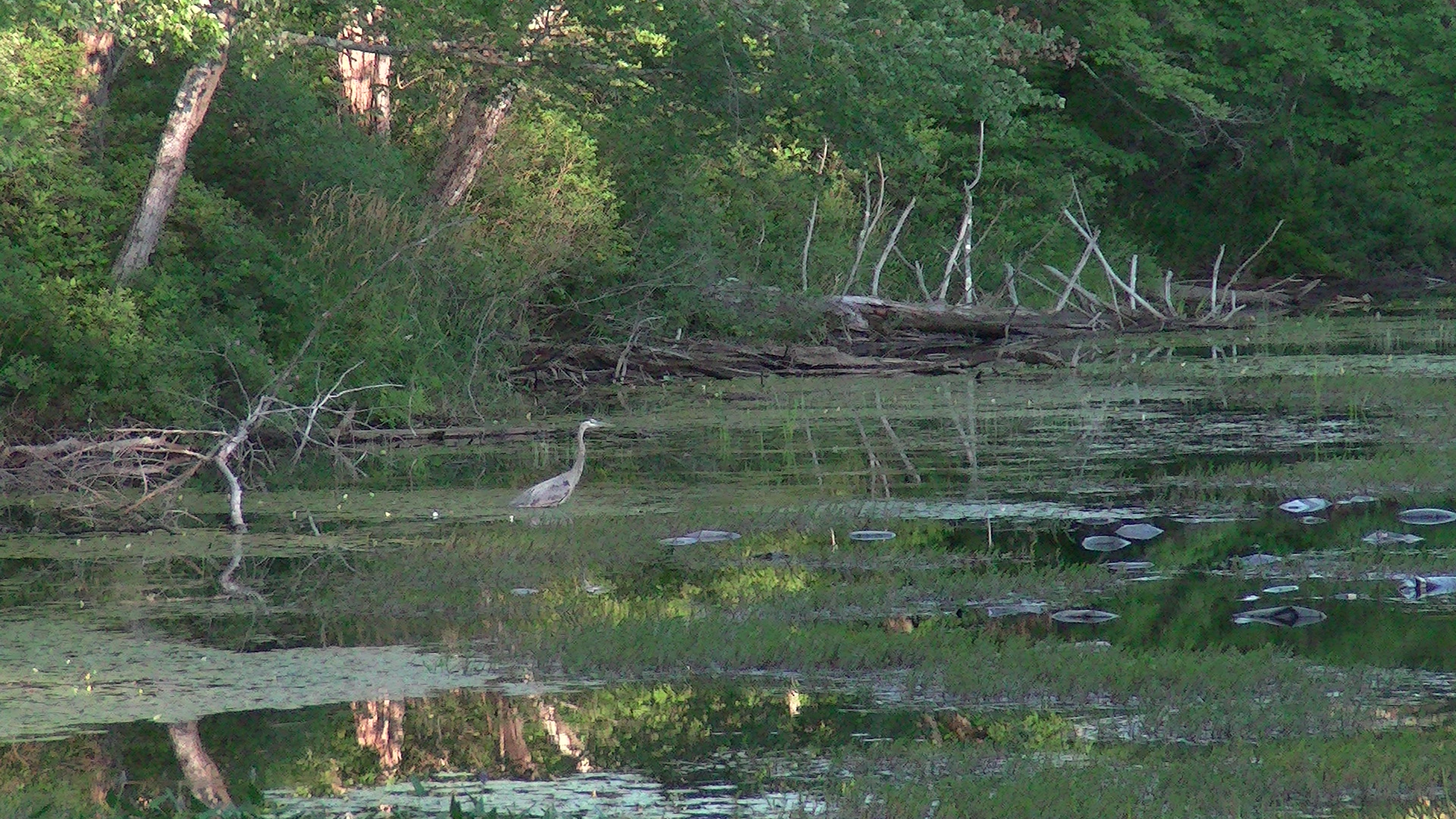 DeSantis can rescue Florida’s wetlands. Will he? The Invading Sea