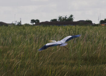 Reject questionable South Dade development, commissioners. Everglades must come first 