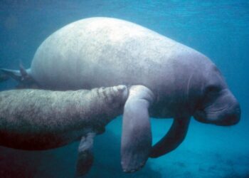 Save the seagrass, save the lagoon and save the manatees
