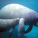 Save the seagrass, save the lagoon and save the manatees