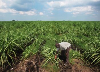 Challenging harvest for Florida sugar farmers this year