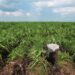 Challenging harvest for Florida sugar farmers this year