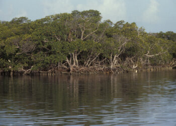 Chemicals taint Biscayne Bay oysters