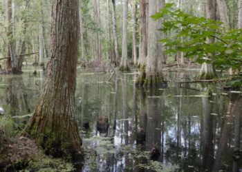 Audubon’s scrutiny stops the sale of important conservation lands by water management district