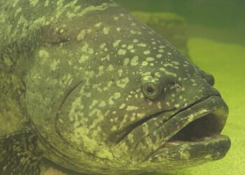 Rule allowing the fishery for juvenile goliath grouper must be reversed
