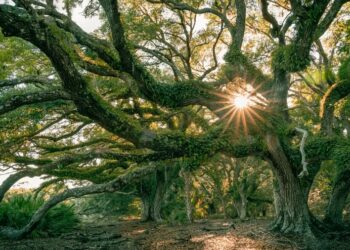 As Florida grows, we can’t pave over paradise