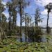 Much of Florida is a swamp and we should take advantage of that feature as we rebuild after Hurricane Ian