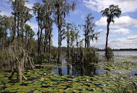 Much of Florida is a swamp and we should take advantage of that feature as we rebuild after Hurricane Ian