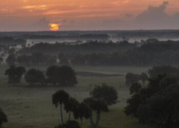 Conservation Florida and Florida Department of Environmental Protection conserve 615-acre Crippen Ranch