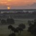 Conservation Florida and Florida Department of Environmental Protection conserve 615-acre Crippen Ranch