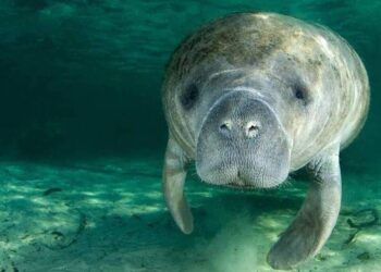 Manatees don’t hire lobbyists, pollute Florida’s waters, drive boats recklessly or use septic tanks