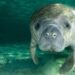Manatees don’t hire lobbyists, pollute Florida’s waters, drive boats recklessly or use septic tanks