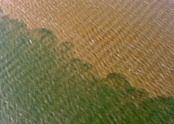 Tampa Bay must restore its seagrass