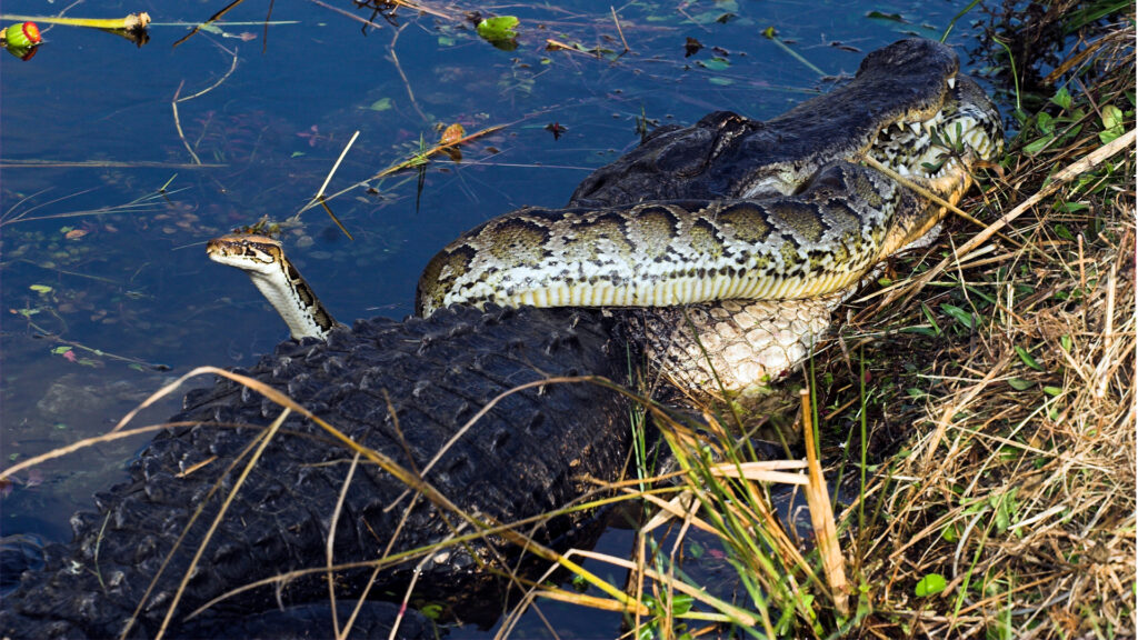 An alligator battles a python in the Florida Everglades. The battle rages on for 10 hours, with the alligator taking the snake underwater and drowning it. Pythons, are an invasive species in Florida, causing problems for native species and the ecosystem. (iStockphoto image)