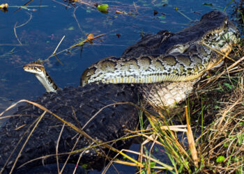 An alligator battles a python in the Florida Everglades. The battle rages on for 10 hours, with the alligator taking the snake underwater and drowning it. Pythons, are an invasive species in Florida, causing problems for native species and the ecosystem. (iStockphoto image)