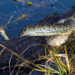 An alligator battles a python in the Florida Everglades. The battle rages on for 10 hours, with the alligator taking the snake underwater and drowning it. Pythons, are an invasive species in Florida, causing problems for native species and the ecosystem. (iStockphoto image)