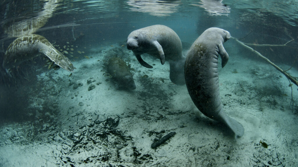 Manatees at the Crystal River National Wildlife Refuge. (U.S. Fish and Wildlife Service Headquarters, Public domain, via Wikimedia Commons)