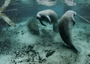 Manatees at the Crystal River National Wildlife Refuge. (U.S. Fish and Wildlife Service Headquarters, Public domain, via Wikimedia Commons)