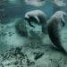 Manatees at the Crystal River National Wildlife Refuge. (U.S. Fish and Wildlife Service Headquarters, Public domain, via Wikimedia Commons)