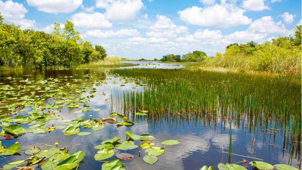 The view from an airboat ride at Everglades National Park. (iStockphoto image)