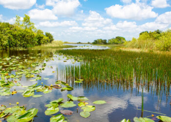 The view from an airboat ride at Everglades National Park. (iStockphoto image)