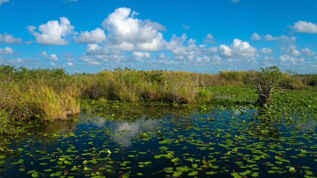 A pond on the Anhinga trail in Everglades National Park. (Daniel Kraft, CC BY-SA 3.0, via Wikimedia Commons)