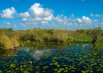 A pond on the Anhinga trail in Everglades National Park. (Daniel Kraft, CC BY-SA 3.0, via Wikimedia Commons)