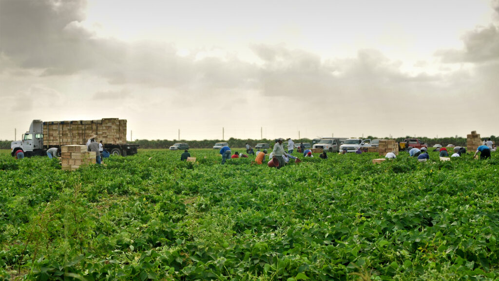 A group of farmworkers collects vegetables in Homestead. (iStockphoto image)