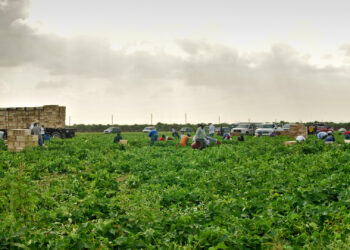 A group of farmworkers collects vegetables in Homestead. (iStockphoto image)