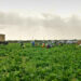 A group of farmworkers collects vegetables in Homestead. (iStockphoto image)