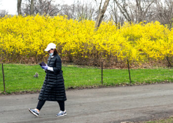 A woman walks past forsythia in New York's Central Park in 2020. (iStockphoto image)