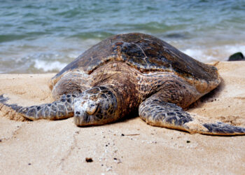 A green sea turtle on a beach. (Bernard Spragg. NZ from Christchurch, New Zealand, CC0, via Wikimedia Commons)