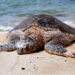 A green sea turtle on a beach. (Bernard Spragg. NZ from Christchurch, New Zealand, CC0, via Wikimedia Commons)