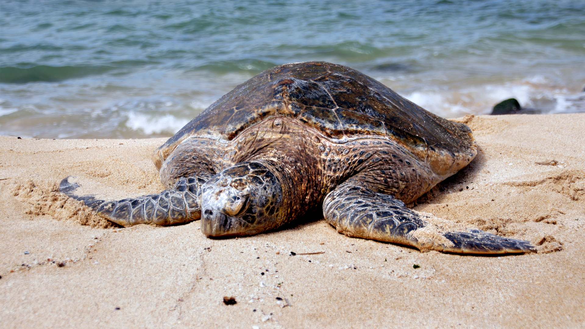 A green sea turtle on a beach. (Bernard Spragg. NZ from Christchurch, New Zealand, CC0, via Wikimedia Commons)