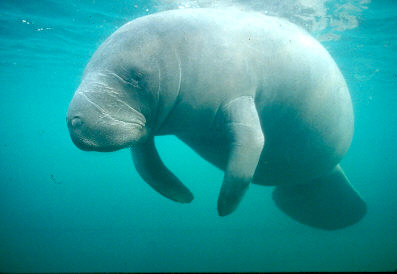 A manatee in the Indian River lagoon. (National Archives and Records Administration, Public domain, via Wikimedia Commons)