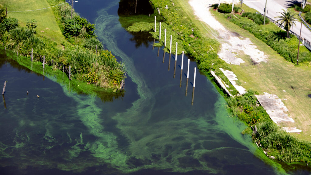 Lake Okeechobee algae