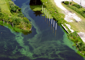 Algae in Lake Okeechobee. (iStockphoto image)
