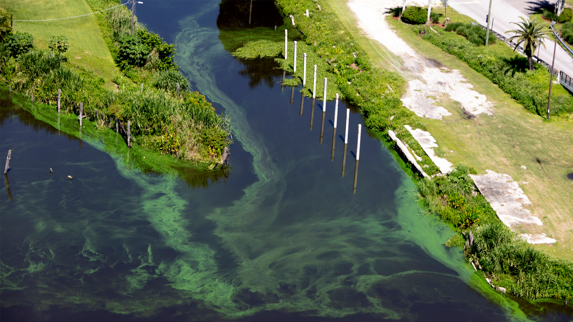 Algae in Lake Okeechobee. (iStockphoto image)
