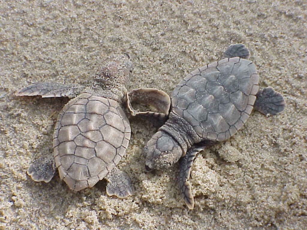 Loggerhead sea turtle hatchlings (U.S. Fish and Wildlife Service, Public domain, via Wikimedia Commons)