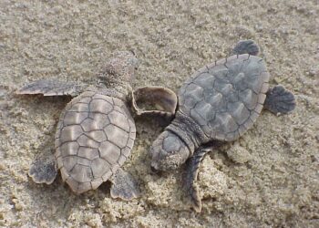 Loggerhead sea turtle hatchlings (U.S. Fish and Wildlife Service, Public domain, via Wikimedia Commons)