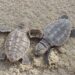 Loggerhead sea turtle hatchlings (U.S. Fish and Wildlife Service, Public domain, via Wikimedia Commons)