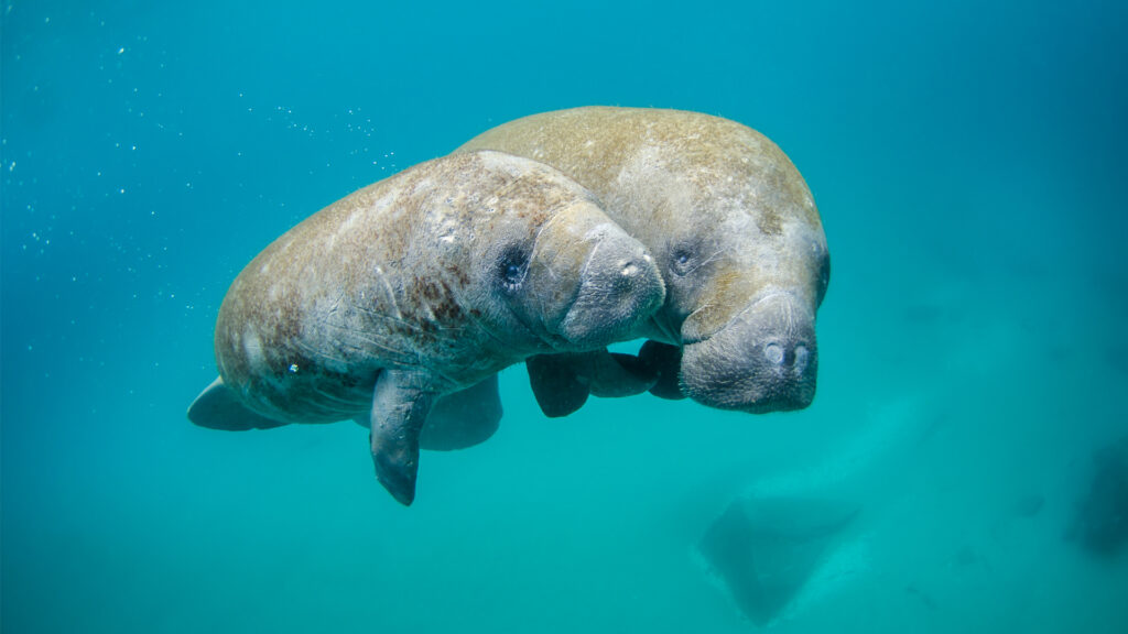 A mother manatee and calf swimming. (Sam Farkas/NOAA Photo Library)