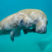 A mother manatee and calf swimming. (Sam Farkas/NOAA Photo Library)