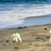 Environmental workers clean up beach after large oil spill off Huntington Beach, California. (iStockphoto image)