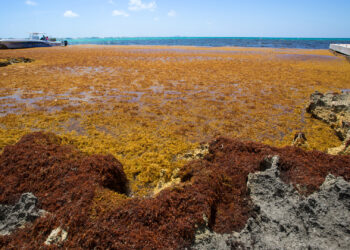 Sargassum seaweed is seen in the Caribbean off the Cayman Islands. (iStockphoto image)
